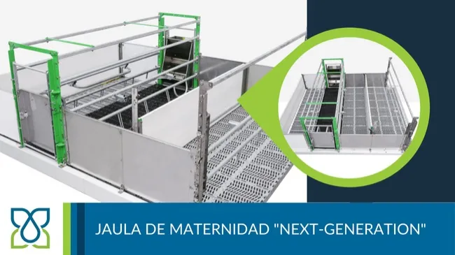 Jaula de maternidad "Next-Generation": innovación y eficiencia en la producción porcina