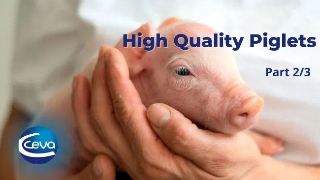 High Quality Piglets (2/3)