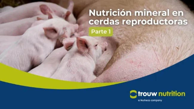 Nutrición mineral en cerdas reproductoras – Parte I