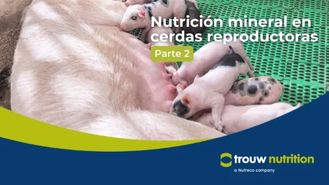 Nutrición mineral en cerdas reproductoras – Parte II