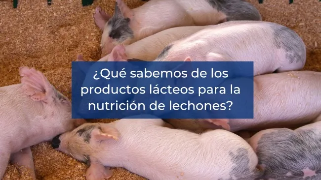 ¿Qué sabemos de los productos lácteos para la nutrición de lechones?
