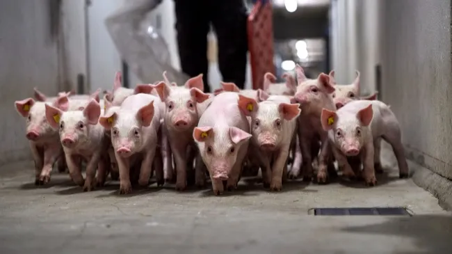 Year after year, the results prove that DanBred pigs are superior