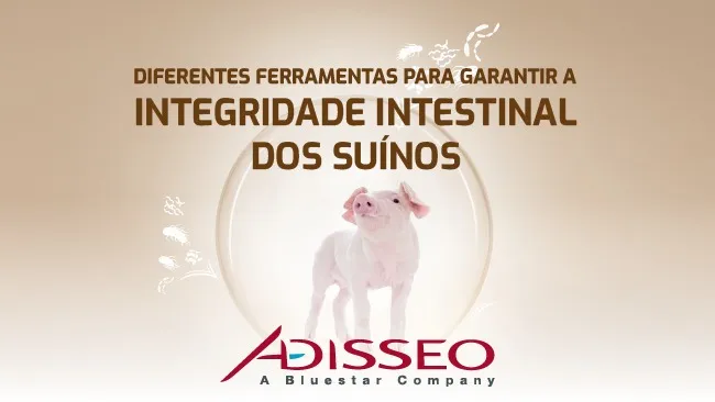 Reforço da imunidade natural dos suínos