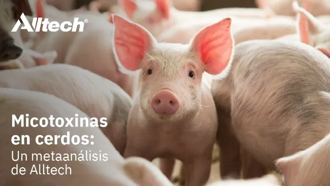 Micotoxinas en cerdos: un metaanálisis de Alltech