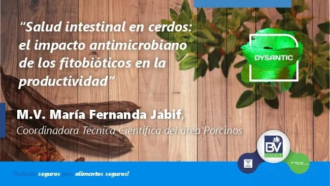 Salud intestinal en cerdos: el impacto antimicrobiano de los fitobióticos en la productividad