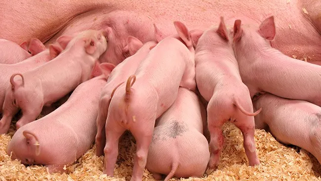 Producing more robust piglets for modern farming systems