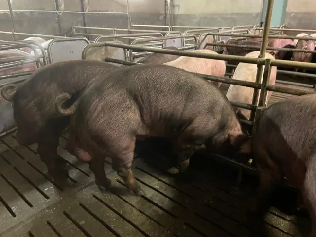 Duroc Italiano di prima scelta disponibili alla vendita, Indici Geneti...
