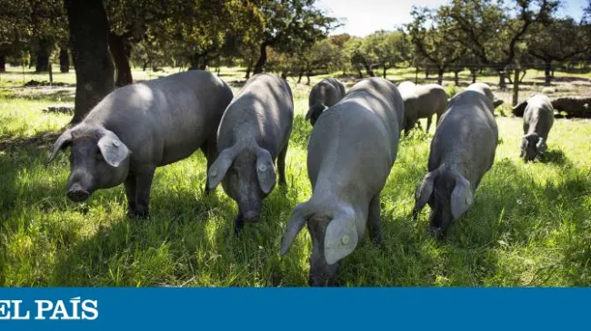 El objetivo del proyecto Castúa es combinar tres variedades (torvisca...