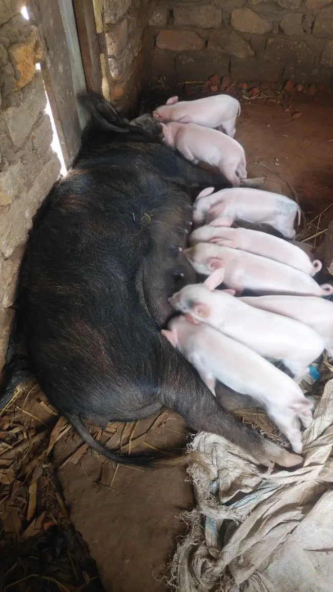 I have a lactating sow of the indegenious breed that has littered 8 ha...
