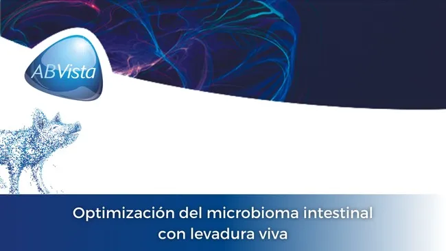 Beneficios de la levadura viva en las dietas para cerdos