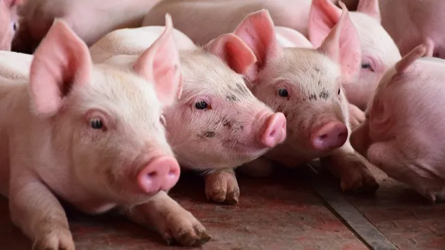 The impact of Tonisity Px on nursery piglet performance in Belgium