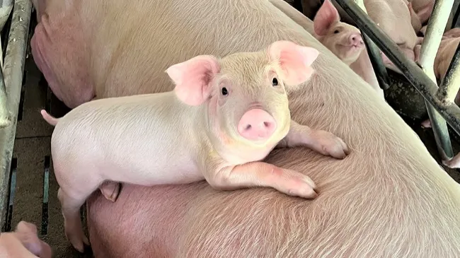 Importance of Early Feeding for Piglets Pre- and Post-Weaning