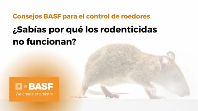 ¿Sabías por qué los rodenticidas no funcionan? 