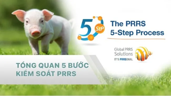 5 BƯỚC KIỂM SOÁT PRRS - PHẦN 1