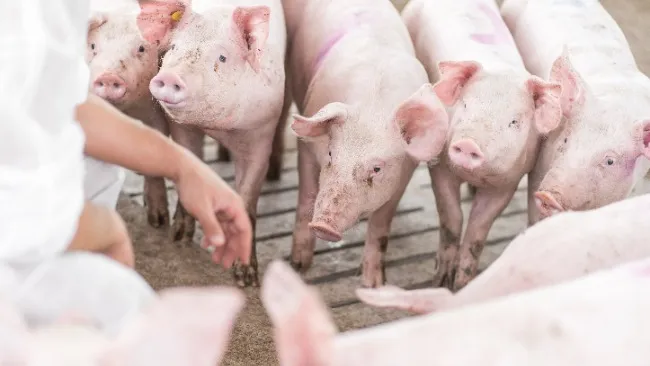 Argentina: hacia una producción porcina más sostenible