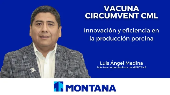 Innovación y eficiencia en la producción porcina