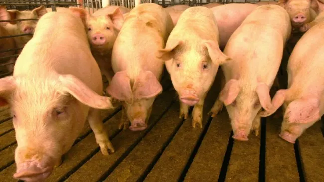 Empowering the gut efficiency of fattening pigs to optimize production cost with live yeast