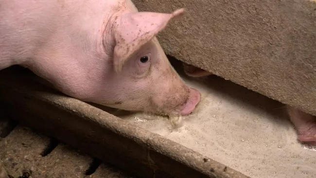 How to ensure liquid feed hygiene?
