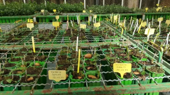 «En estas plantaciones podríamos alcanzar hasta los 10.000 kilos de ...