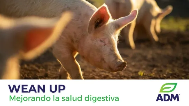 ADM: Nutrición especializada para mejorar cada etapa de la producción porcina