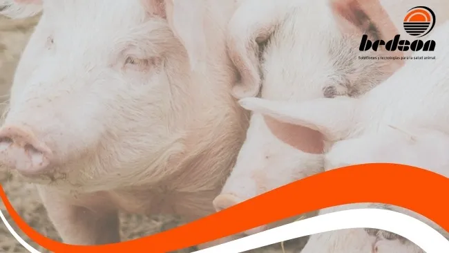 Microbiota intestinal y otros factores  para la reducción de los costos  en la alimentación porcina
