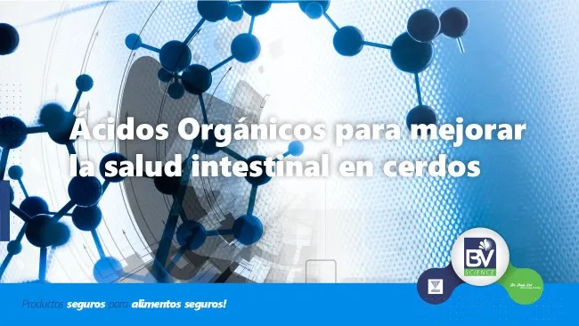 Ácidos orgánicos para mejorar la salud intestinal en cerdos