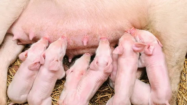 Supplement, Don’t Substitute: The Vital Role of Sow’s Milk for Piglets