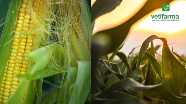 Uso de materias primas alternativas en la producción porcina