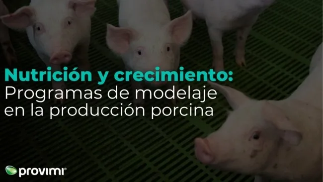 ¿Qué son los programas de modelaje en la producción porcina?