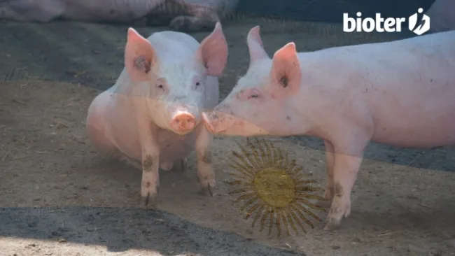 Resistencia y uso de antimicrobianos en granjas porcinas de nuestro país: Argentina Una Salud.