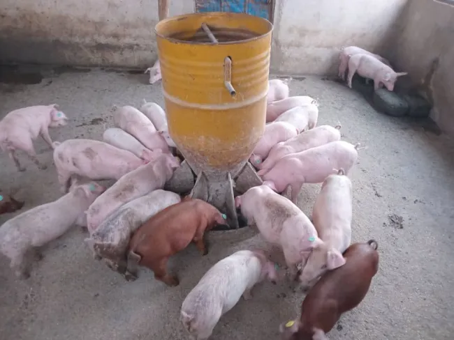 Nutrition tacles 75 % in swine production but also comfortably during ...