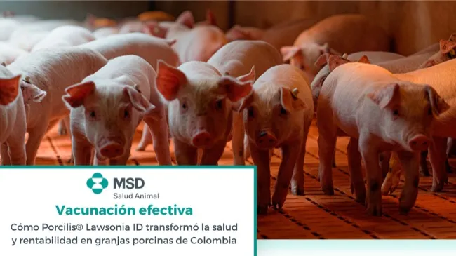 Retorno de la inversión (ROI) en cerdos vacunados con Porcilis® Lawsonia ID en una granja comercial
