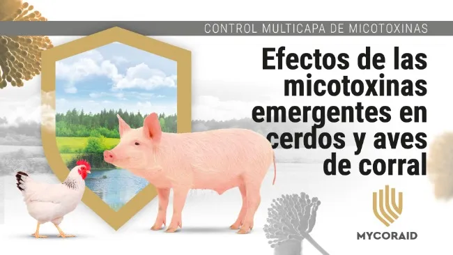 Micotoxinas emergentes en cerdos