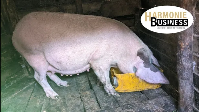 Bonjour chers éleveurs et scientifiques passionné par la vie du 🐷...