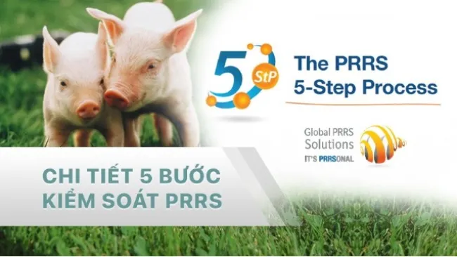 5 BƯỚC KIỂM SOÁT PRRS - PHẦN 2
