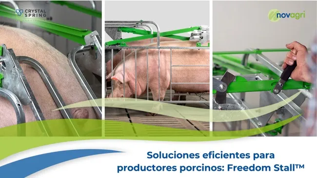 Freedom Stall™: innovación en bienestar animal y eficiencia en granjas porcinas