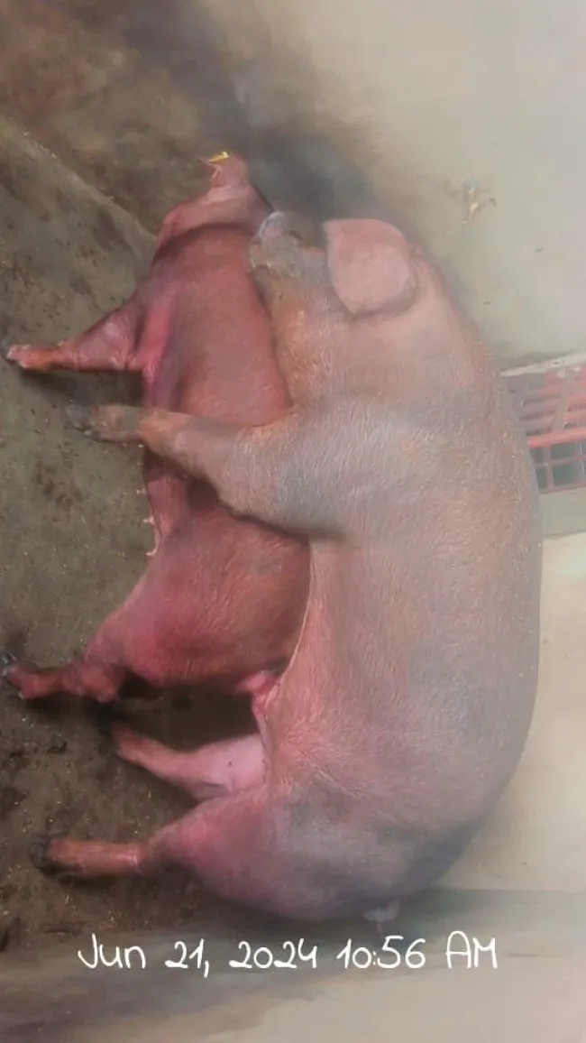 farmers face alot raising this breed (duruc) from day old. farmers ple...