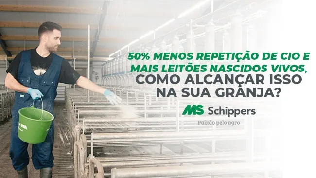 Solução eficaz para o setor de reprodução na suinocultura