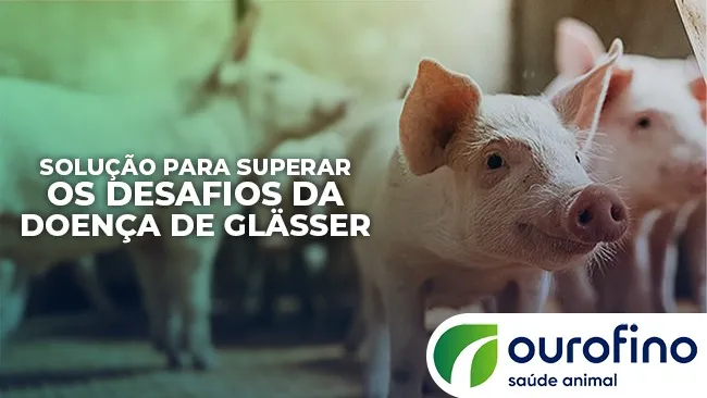 Controle e prevenção da Doença de Glässer