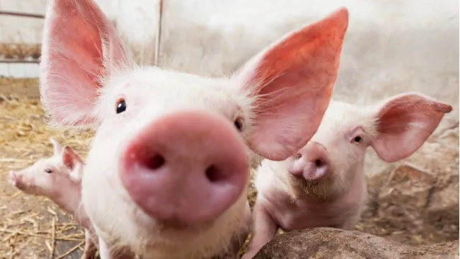 Unlocking the power of Probiotics: success stories from Denmark and Brazil