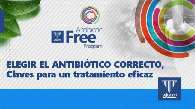 Estrategias para un uso seguro y eficaz de antibióticos en producción porcina
