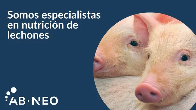 Nutrición porcina responsable y eficiente: AB Neo y la innovación en el cuidado de lechones