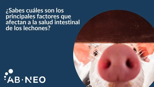 La digestibilidad de la proteína: clave para la nutrición de lechones en AB Neo