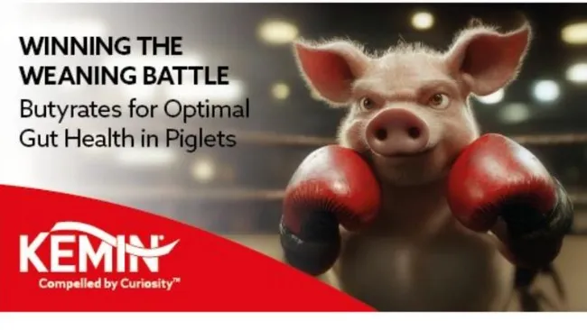 Winning the weaning battle – butyrates for optimal gut health in piglets 