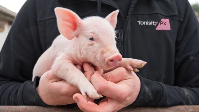 Tonisity Piglet Care Protocols