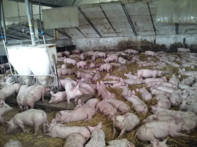 Piglets- big groups it works!!
