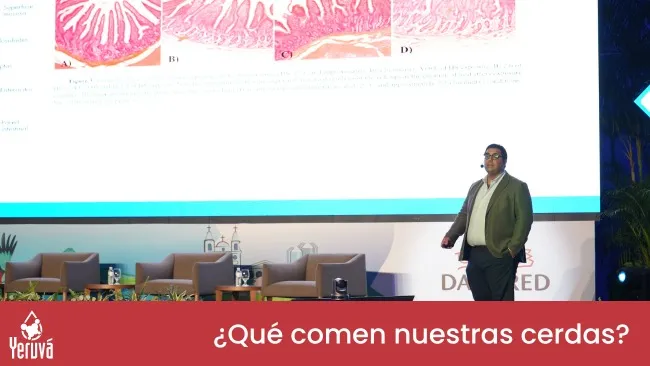 Estrategias nutricionales para maximizar el performance en el 333 Experience Congress Latam 2024
