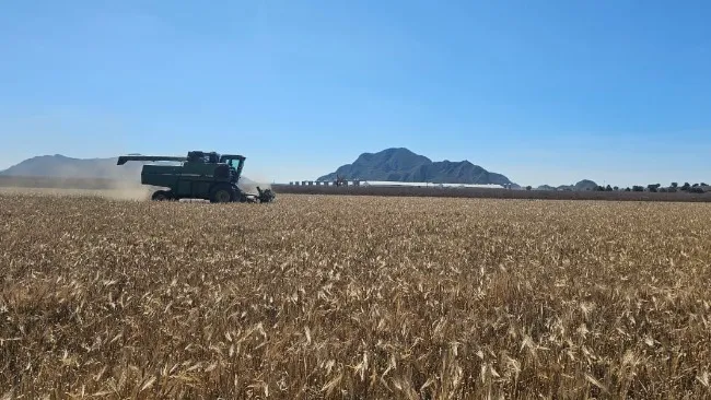 Granjas Carroll ofrece comprar 6000  de cebada en apoyo a productores locales