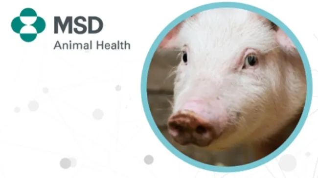 MSD Animal Health presenta nuevos resultados de la eficacia de Porcilis® PRRS frente a la cepa Rosalía