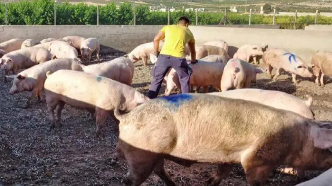 Utilización de un kit de progesterona para ayudarnos en la sincronización de primerizas